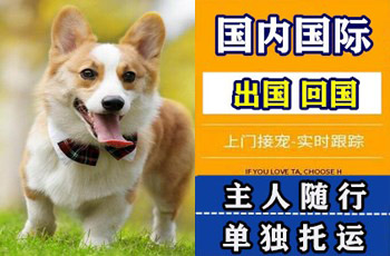重庆市宠物托运公司重庆市宠物托运公司重庆市宠物托运公司