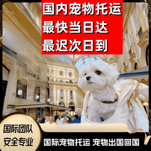 重庆市到澳大利亚（澳洲）宠物入境规定和要求